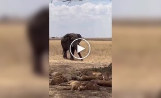Слон выступил в роли будильника