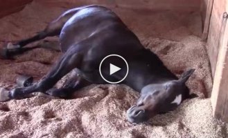 Как на самом деле спят лошади
