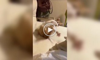 Достойный противник: кошки против хвостов