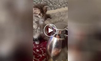 Kitten fighting with teapot