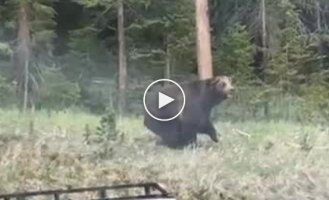 Медведь гризли попытался напасть на рейнджера в национальном парке