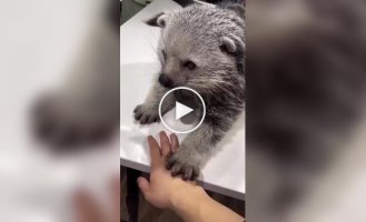 Так выглядит бинтуронг, которого еще называют «медвежьей кошкой»