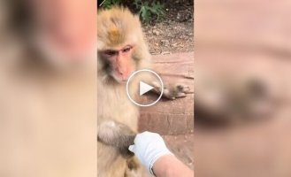 Обезьяна пришла на помощь сотруднице зоопарка