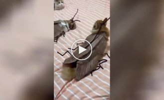 Господар нарядив своїх котів у незвичайні костюми