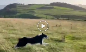 Border collie dog that runs 30 miles per hour