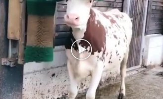 Корова в восторге от новой щетки-чесалки