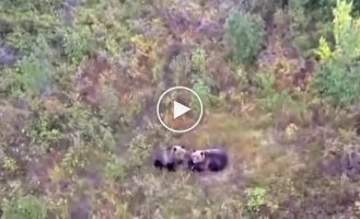Медведи обзавелись своим собственным псом