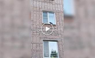 Pigeons react to a bird repeller