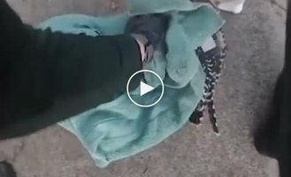 A hawk caught a snake for lunch, but the victim almost strangled him