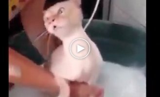Реакция кота на воду