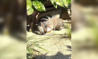 Манулы обожают валяться в песке