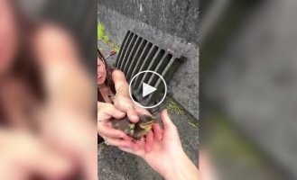 Девушка спасла попавших в беду утят