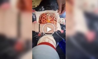 A pizza rat for an unwanted guest