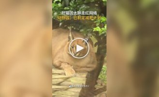 Толстенькие каракалы стали популярны в сети