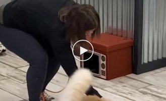 The cat broke the world record for jumping rope in 1 minute