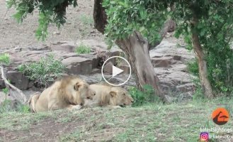 Львы погнали стадо буйволов на машину с туристами