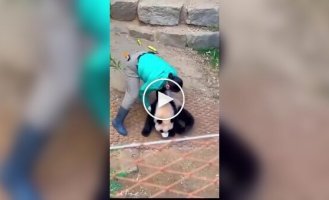 Забавный рабочий эпизод сотрудницы центра, где разводят панд