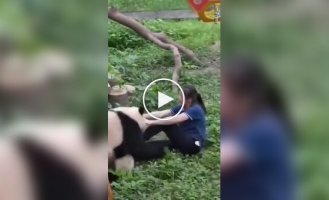 Нападение панд на смотрительницу попало на видео