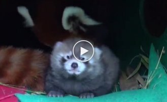 What does a red panda cub look like?