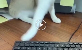 Why you shouldn't let cats on your desktop
