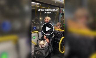 Собака которая любит побеседовать с людьми в автобусе