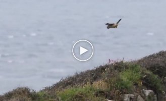 Необычная чайка Джонатан Ливингстон и ее талант равновесия в воздухе