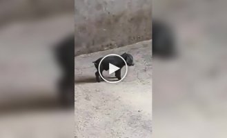 Свині бояться чорного порося