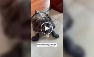 Спасение из треснувшего яйца: мужчина выходил черепашонка
