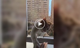 Этот кот приходит каждый день только для того, чтобы ударить соседа