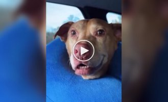 Собаки після анестезії