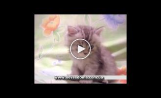 Милый котик хочет спать