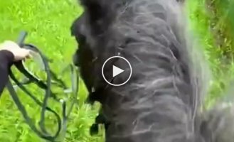 Красота. Вечерняя прогулка на коне без поводьев