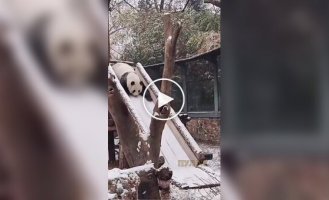 Снегу рады даже панды