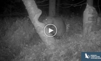 Three minutes in the life of a beaver