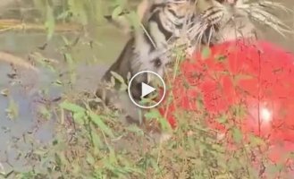 Tiger swims with a big ball