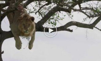 Любопытный лев залез на дерево и долго не мог слезть обратно из-за своей трусости