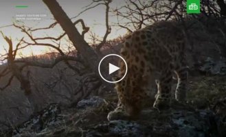 Рык дальневосточного леопарда попал на видео