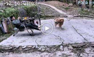 The dog brought his owner a wasp's nest