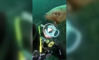 Суворі і не дуже жителі морів та океанів