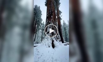 Passage inside a redwood tree
