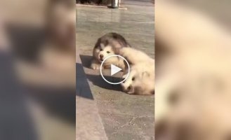 Пушистые облака: щенки аляскинских маламутов