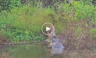 Крокодил налякав тигра