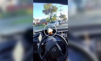 Попугай любит сидеть на руле в машине хозяина