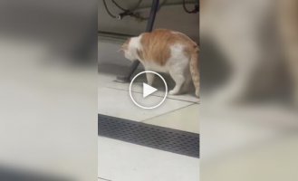 Профессионал: кошка ловит крысу