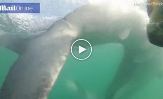 Дайверы засняли, как большая белая акула атаковала маленькую