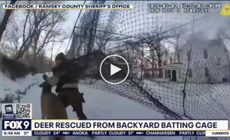 Fight for freedom: A deer got entangled in a net on a sports ground