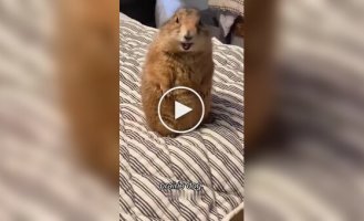 Из жизни луговых собачек