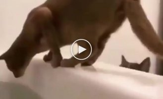 The treacherous cat threw his fellow cat into his owner's bathtub