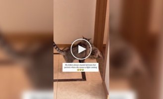Кошеня-миротворець