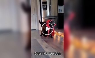 Хэллоуинские коты: самые забавные костюмы